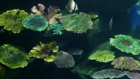 Hermosos-peces-en-el-acuario-con-decoración-de-acuático-plantas-de-fondo.-Peces-de-colores-en-la-pecera.