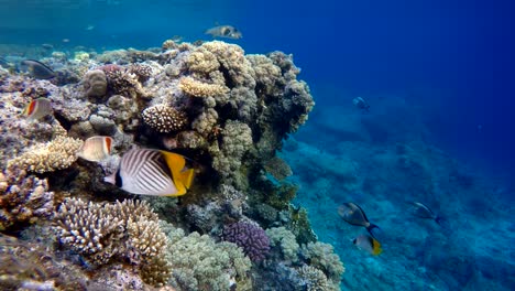 Life-in-the-ocean.-Tropical-fish-and-coral-reefs.-Beautiful-corals.