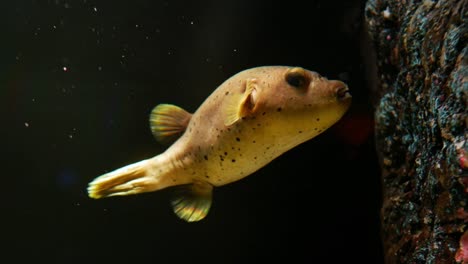 Schöne-Fische-im-Aquarium-auf-Dekoration-der-aquatischen-Pflanzen-Hintergrund.-Eine-bunte-Fische-im-Aquarium.