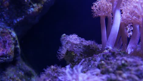 Beautiful-sea-flower-(Pulse-coral-or-Pumping-Xenia)-in-underwater-world-with-corals--and-fish.