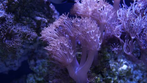 Beautiful-sea-flower-(Pulse-coral-or-Pumping-Xenia)-in-underwater-world-with-corals--and-fish.