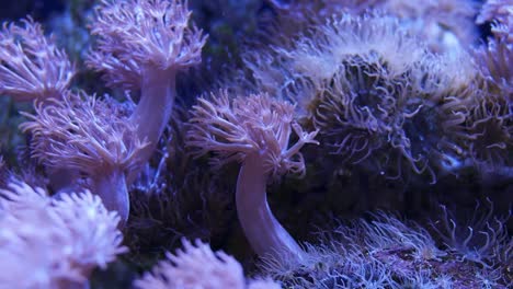 Beautiful-sea-flower-(Pulse-coral-or-Pumping-Xenia)-in-underwater-world-with-corals--and-fish.