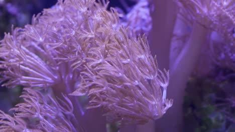 Beautiful-sea-flower-(Pulse-coral-or-Pumping-Xenia)-in-underwater-world-with-corals--and-fish.