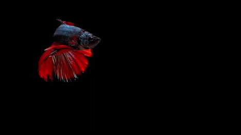 Super-slow-motion-of-red-Siamese-fighting-fish-(Betta-splendens),-well-known-name-is-Plakat-Thai