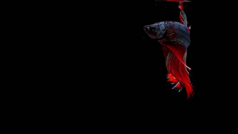 Super-slow-motion-of-red-Siamese-fighting-fish-(Betta-splendens),-well-known-name-is-Plakat-Thai