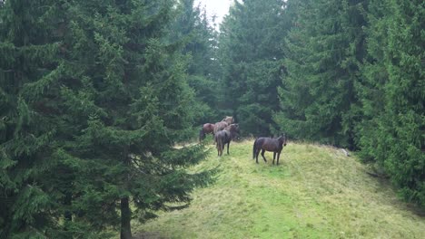 Caballos-en-el-borde-del-bosque