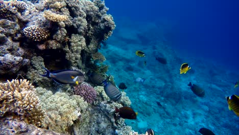 Das-Leben-im-Ozean.-Tropische-Fische-und-Korallenriffe.-Wunderschöne-Korallen.