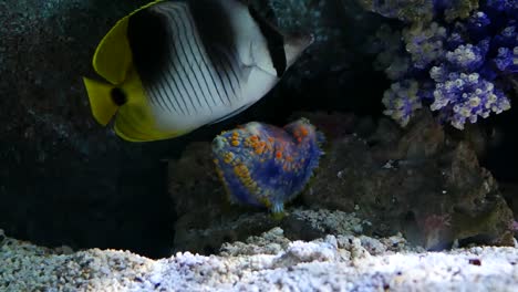 Sea-slug-in-water-tank.