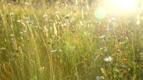 Grass-on-meadow-at-sunset