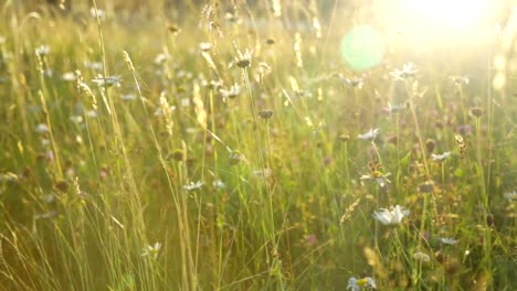 Rasen-auf-Wiese-bei-Sonnenuntergang