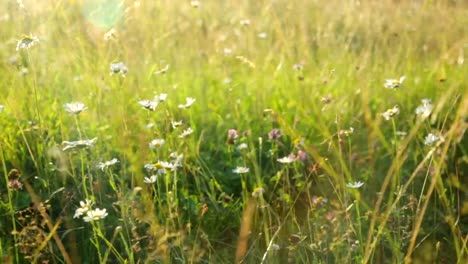 Grass-on-meadow-at-sunset