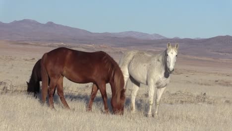 Wilde-Pferde-in-der-Wüste-von-Utah