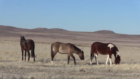 Wilde-Pferde-in-der-Wüste-von-Utah