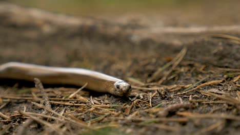 Lagartos-limbless-se-parecen-a-una-serpiente.-Slowmotion-180-fps-cerca-de-tiro