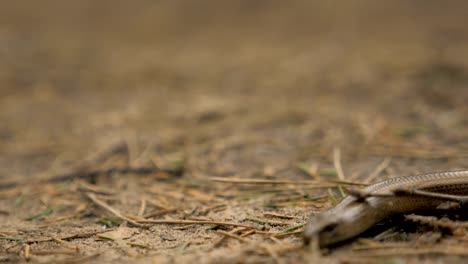 Lagartos-limbless-se-parecen-a-una-serpiente.-Slowmotion-180-fps-cerca-de-tiro