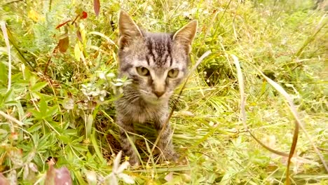 gray-little-wild-cat-walks-in-the-grass-in-the-forest,-close-up