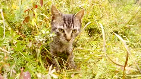 graue-etwas-wilde-Katze-geht-auf-der-Wiese-in-den-Wald,-Nahaufnahme