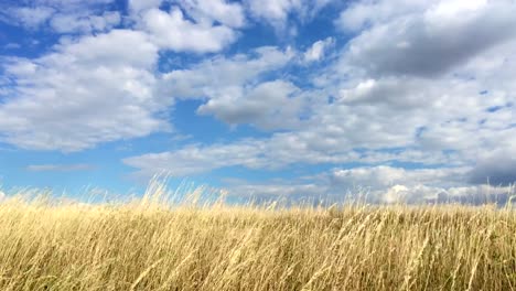 Wheat-field-in-sunny-day