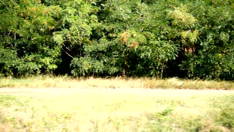 Landschaft-des-Landes.	Schießen-in-der-Bewegung.