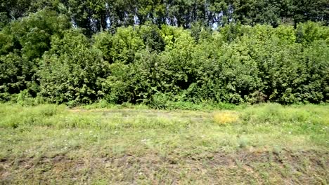 Trees-and-agricultural-field.