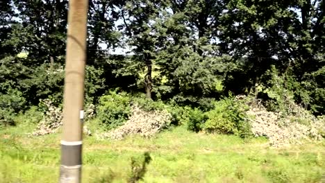 Trees-and-agricultural-field.