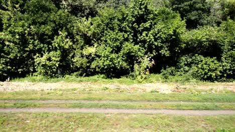 Trees-and-agricultural-field.