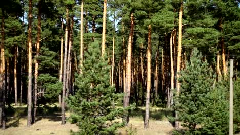 Bosque-de-pinos.