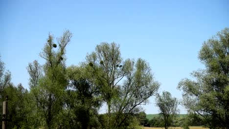 Tops-of-trees.