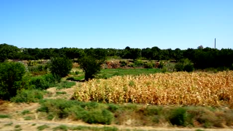 Tiro-del-tren.-Tiro-en-movimiento.