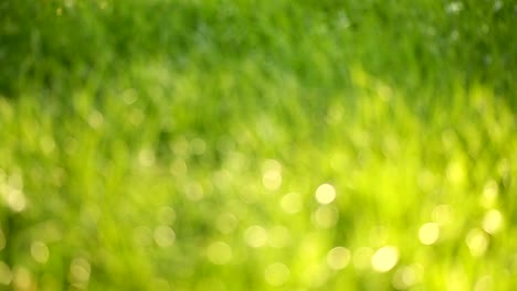 Beautiful-low-field-grass,-long-macro-defocused-shot,-green-plant-blowing-on-the-wind-with-depth-of-field,-spring-meadow,-with-the-sun-shining.-Perfect-for-film,-digital-composition,-background