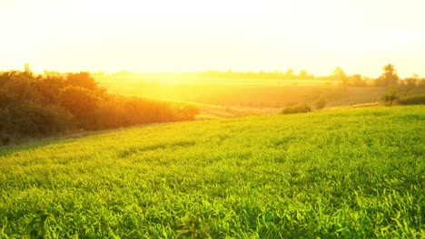 Grünen-Wiese-bei-Sonnenuntergang.-Bäume-auf-den-Hügeln