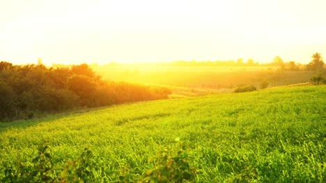 Grünen-Wiese-bei-Sonnenuntergang.-Bäume-auf-den-Hügeln