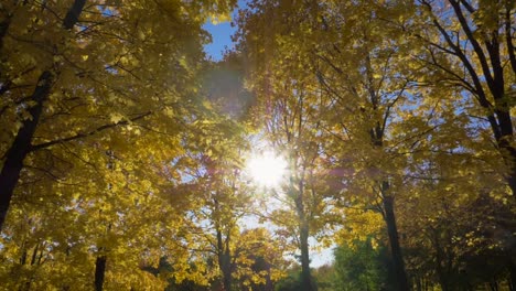 Fallende-Blätter-und-gelbe-Ahornbäume-im-Herbst-Park-am-sonnigen-Tag