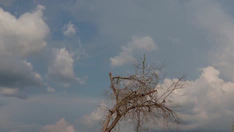 Dead-dry-tree-with-beautiful-Mountains-and-clouds