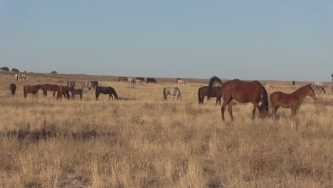 Manada-de-caballos-salvajes-en-Utah