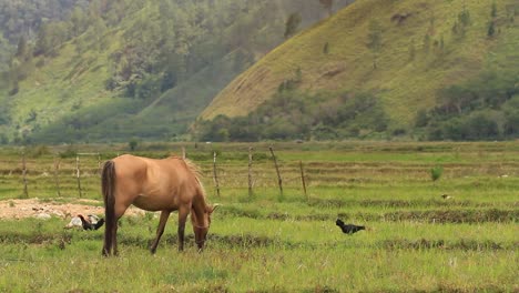 horses-eat-grass