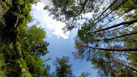 Rainforest-Landscape-Indonesia