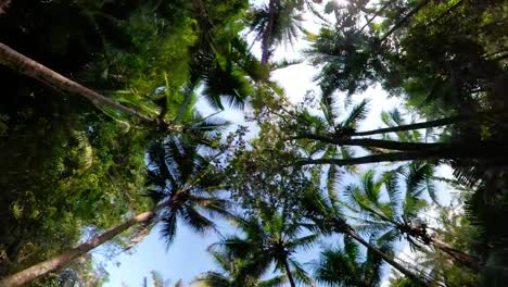 Rainforest-Landscape-Indonesia