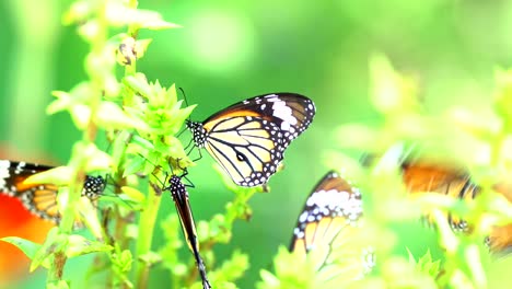 Schmetterling-im-tropischen-Regenwald