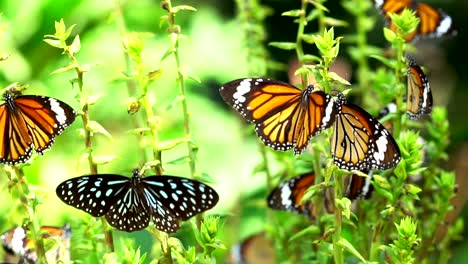 Schmetterling-im-tropischen-Regenwald