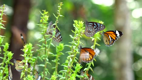 Schmetterling-im-tropischen-Regenwald