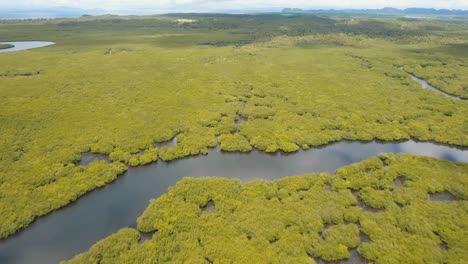 Mangrovenwald-in-Asien