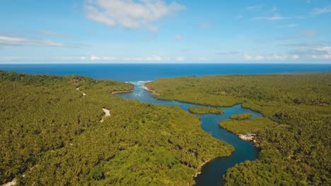 Mangrovenwald-in-Asien