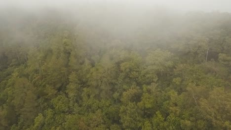 Regenwald-in-Cloud,-Bali,-Indonesien