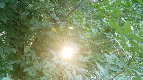 The-sun-shines-through-the-green-leaves-of-the-tree