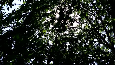 The-sun-shines-through-the-green-leaves-of-the-tree