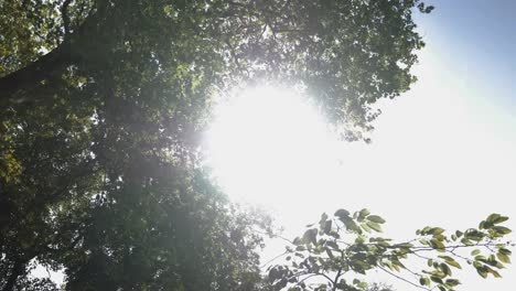 Sunny-Summer-Sky-and-Trees