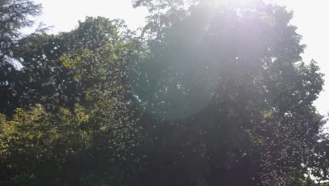 Verano-polen-volando-y-verde-fondo-de-árbol