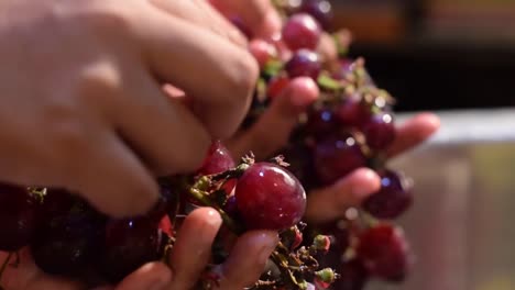 Trauben-nach-Hause-Wein-Obstverarbeitung-Obst-vom-Stamm-entfernen