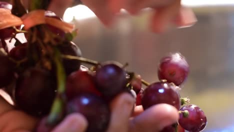 Grape-fruit-home-wine-processing-removing-fruit-from-stem